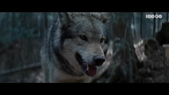 Video Reference: Mammal, Vertebrate, Wolf, Wildlife, Canidae, Canis, Canis lupus tundrarum, Red wolf, Carnivore, Wolfdog, Animal, Dog, Looking, Brown, Sitting, Standing, Photo, Black, Head, Face, White, Large