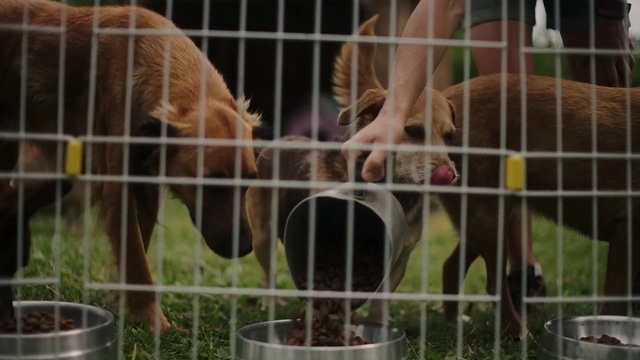 Video Reference: Animal shelter, Cage, Zoo, Wildlife, Fawn