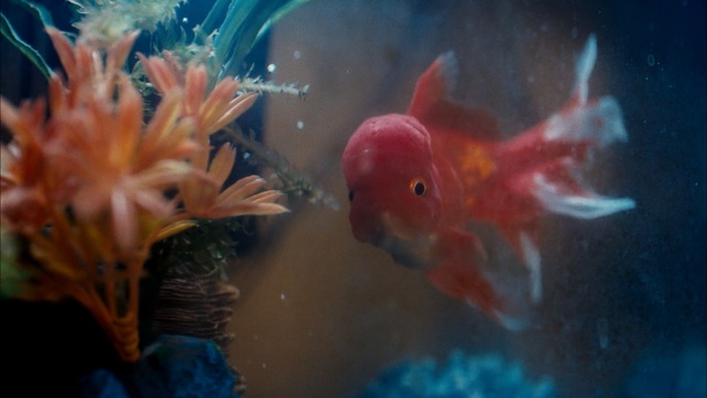 Video Reference: fish, marine biology, goldfish, underwater, fish, fauna, water, organism, coral reef fish, aquarium