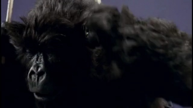 Video Reference: Primate, Human, Darkness, Snout, Organism, Fictional character, Photography, Dog breed, Affenpinscher, Werewolf, Person