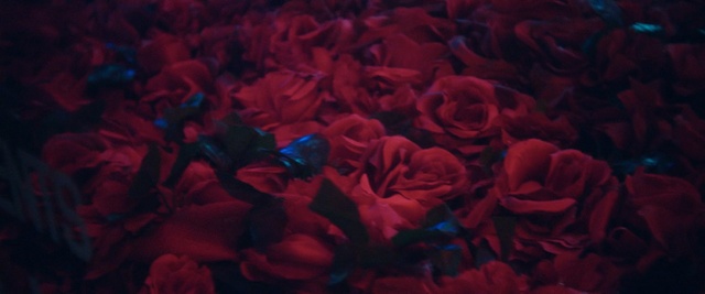Video Reference: red, garden roses, flower, rose family, rose, light, petal, computer wallpaper, rose order, flowering plant