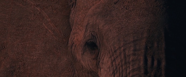 Video Reference: Brown, Wood, Skin, Hardwood, Wood flooring, Tree, Flooring, Rock