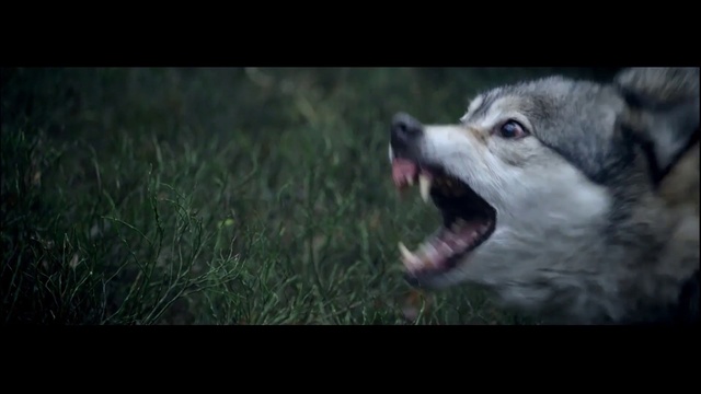 Video Reference: Mammal, Vertebrate, Canidae, Dog, Alaskan malamute, Dog breed, Wolfdog, Carnivore, Wolf, Canis