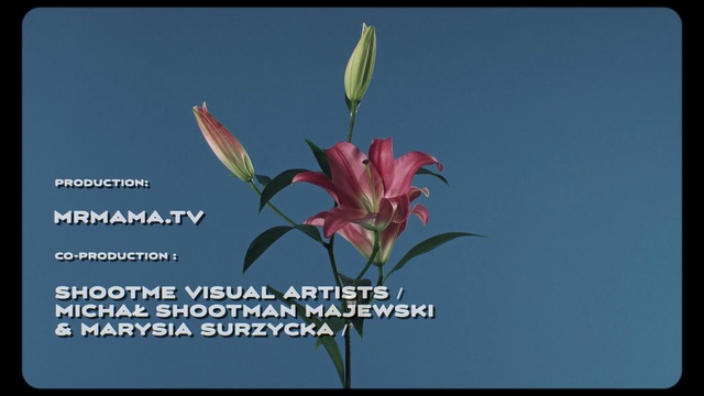 Video Reference: Flower, Flowering plant, Plant, Botany, Organism, Terrestrial plant, Plant stem, Petal, Lily, Monitor, Table, Sitting, Screen, Display, Computer, Desk, Holding, Different, Large, Laptop, Sign, White, Television, Man, Standing, Vase, Blue, Bird, Text