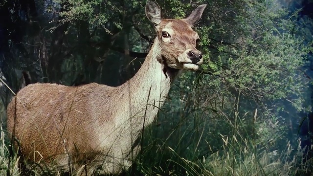 Video Reference: wildlife, fauna, deer, mammal, wilderness, terrestrial animal, nature reserve, horn, national park, elk