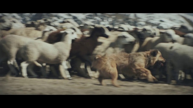 Video Reference: Herd, Mammal, Vertebrate, Sheep, Sheep, Herding, Cow-goat family, Livestock, Goats, Goat-antelope