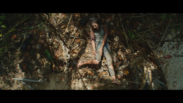 Video Reference: Nature, Tree, Natural environment, Organism, Adaptation, Forest, Jungle, Branch, Photography, Plant