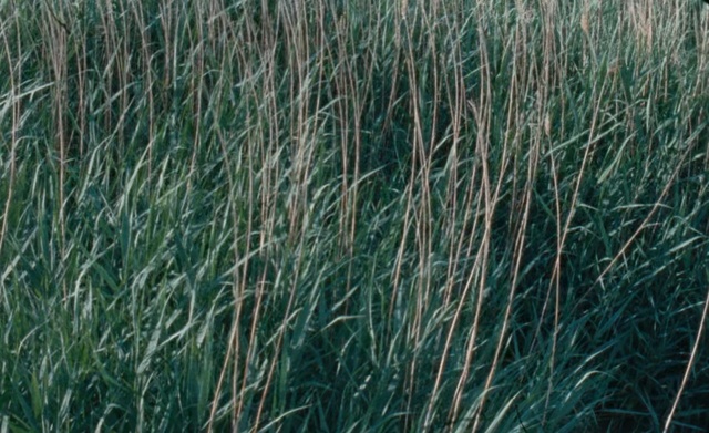 Video Reference: Green, Grass, Plant, Grass, Chrysopogon zizanioides, Elymus repens, Perennial plant