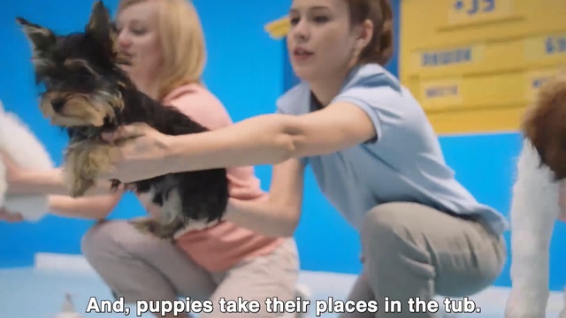 Video Reference: Conformation show, Fun, Canidae, Carnivore, Dog breed, Person