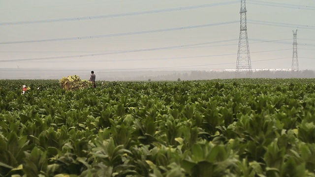 Video Reference: Field, Crop, Cash crop, Agriculture, Plantation, Farm, Plant, Leaf, Rural area, Adaptation, Person