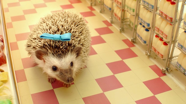 Video Reference: hedgehog, erinaceidae, domesticated hedgehog, mammal, fauna, snout