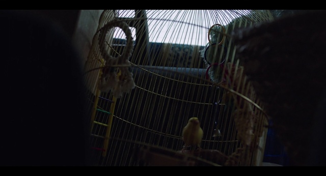 Video Reference: Sky, Parakeet, Cage, Darkness, Net, Photography, Bird, Wildlife, Parrot, Budgie