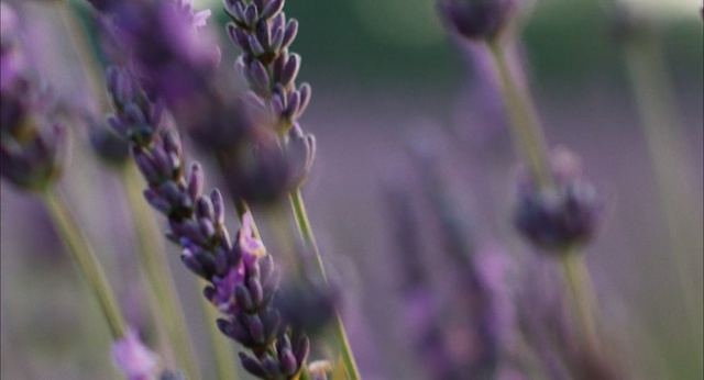 Video Reference: lavender, lavender, english lavender, purple, french lavender, plant, close up, flower, flora, grass family