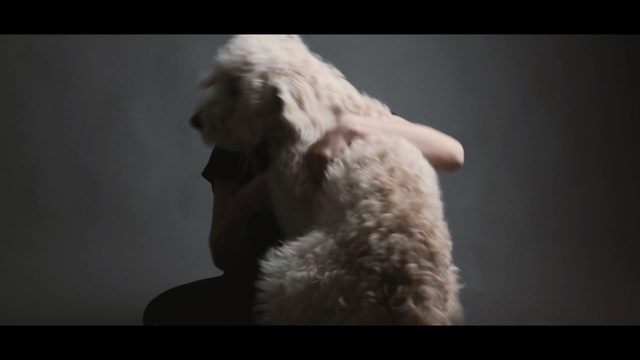 Video Reference: fur, mammal, dog like mammal, dog breed group, dog, dog breed, poodle, snout, lagotto romagnolo, irish soft coated wheaten terrier