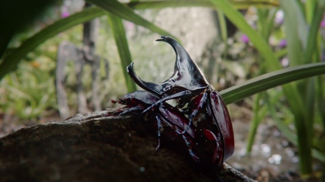 Video Reference: Insect, Invertebrate, Rhinoceros beetle, Stag beetles, Plant, Beetle, Arthropod, Horn, Wildlife, Scarabs