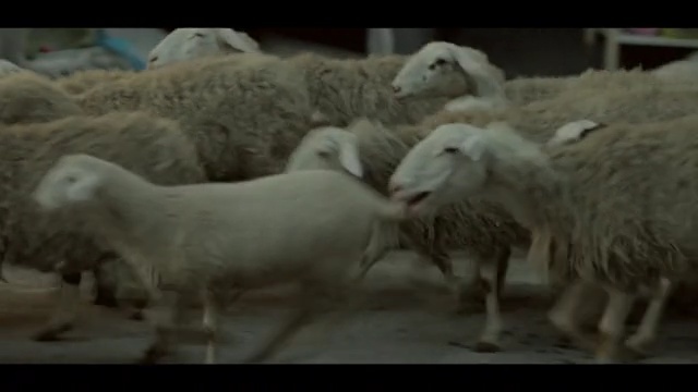 Video Reference: sheep, herd, sheep, cow goat family, livestock, goats, goat antelope, lamb and mutton, horn, herding