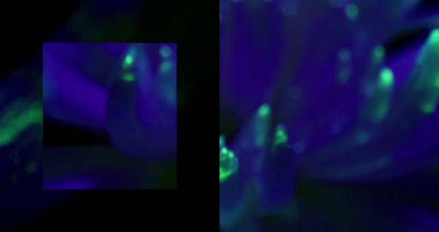 Video Reference: Violet, Blue, Light, Purple, Lighting, Music venue, Technology, Performance, Nightclub, Photography