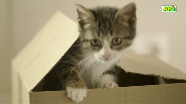 Video Reference: Cat, Mammal, Vertebrate, Small to medium-sized cats, Felidae, Whiskers, Carnivore, Domestic short-haired cat, Kitten, European shorthair