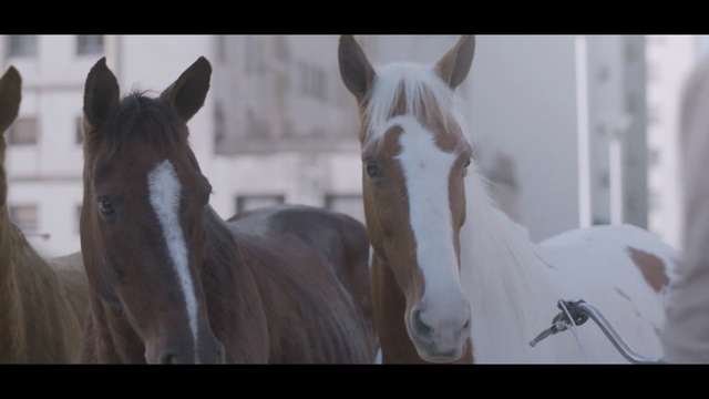Video Reference: Horse, Mammal, Vertebrate, Hair, Mane, Mare, Stallion, Mustang horse, Snout, Livestock