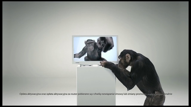 Video Reference: Common chimpanzee, Primate, Organism, Art, Adaptation, Photography, Stock photography, Photo caption, Western lowland gorilla