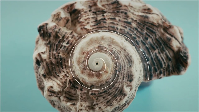 Video Reference: Ammonoidea, Shell, Sea snail, Organism, Conch, Conch, Spiral, Molluscs, Fossil