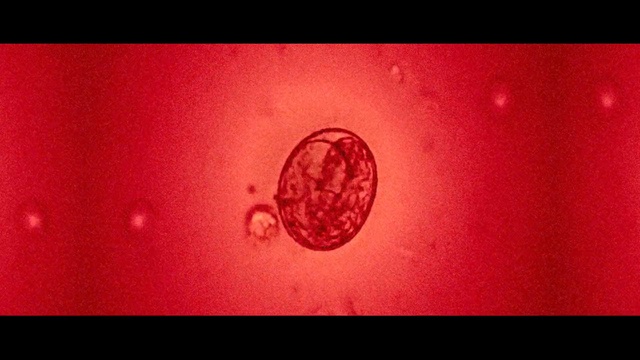 Video Reference: red, close up, macro photography, mouth, organism, computer wallpaper, font