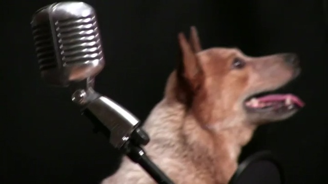 Video Reference: Canidae, Dog, Microphone, Audio equipment, Dog breed, Singing, Carnivore, Sporting Group, Music