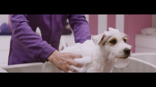 Video Reference: dog, dog breed, dog breed group, dog like mammal, puppy, snout, companion dog, ear, puppy love