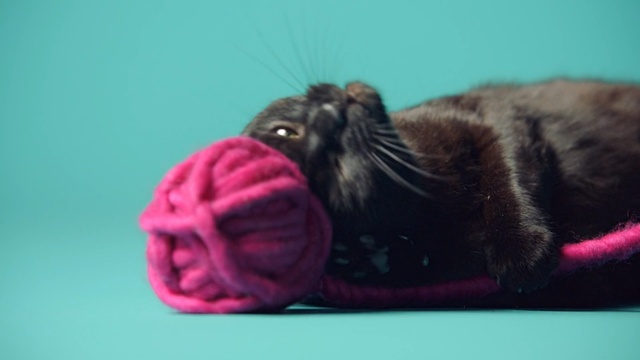 Video Reference: Pink, Cat, Fur, Felidae, Organism, Whiskers, Small to medium-sized cats, Guinea pig, Carnivore, Fawn