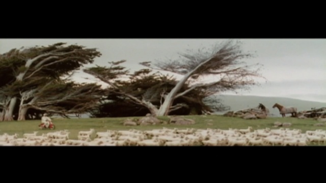 Video Reference: tree, nature, ecosystem, plant, flora, woody plant, sky, mode of transport, landscape, grass