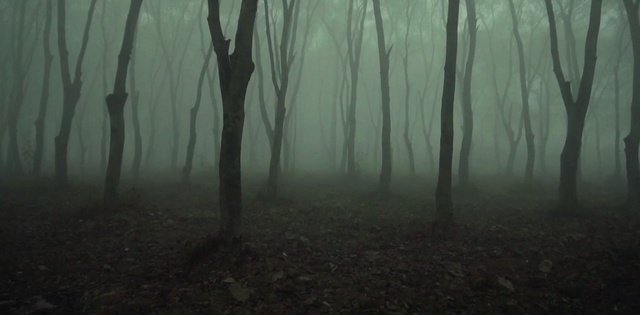 Video Reference: forest, woodland, ecosystem, nature, fog, atmosphere, mist, tree, old growth forest, darkness