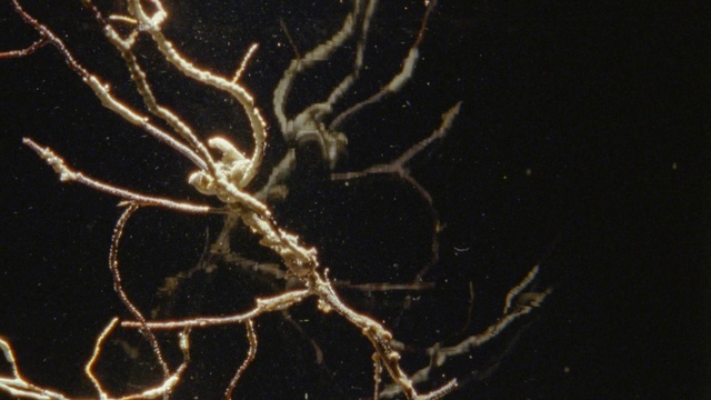 Video Reference: Branch, Organism, Twig, Tree, Plant, Night, Root