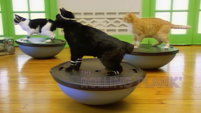 Video Reference: cat, small to medium sized cats, cat like mammal, dog breed group, carnivoran, whiskers, dog like mammal, table, play, cat supply