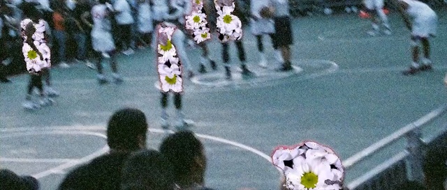 Video Reference: Flower, Plant, Spring, Petal