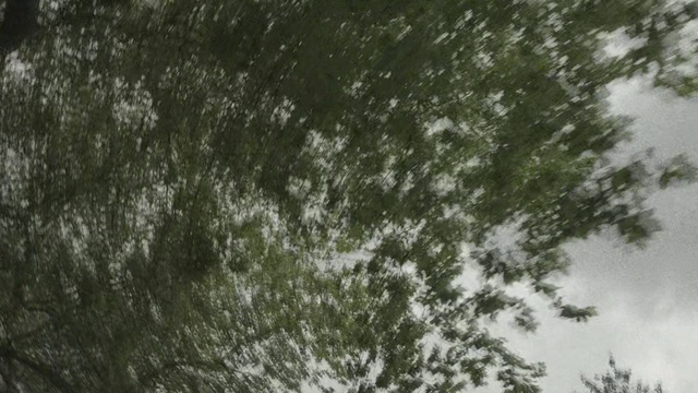 Video Reference: Nature, Green, Tree, Vegetation, Sky, Leaf, Water, Atmosphere, Woody plant, Grass