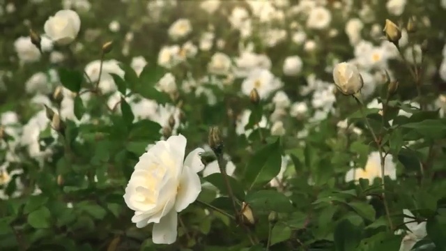 Video Reference: Flower, Flowering plant, Julia child rose, Petal, White, Rose, Rose family, Garden roses, Plant, Floribunda