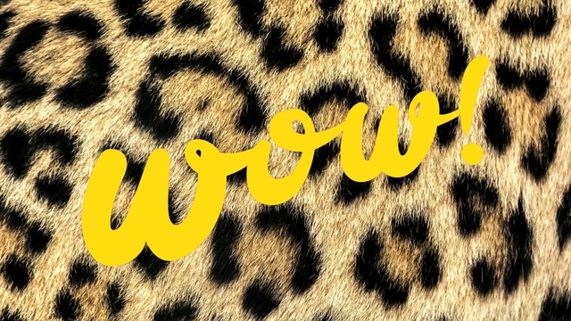 Video Reference: Fur, Yellow, Font, Text, Felidae, Pattern, Snout, Design, Wildlife, Jaguar