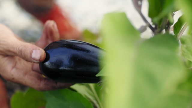 Video Reference: leaf, plant, grass, local food, produce
