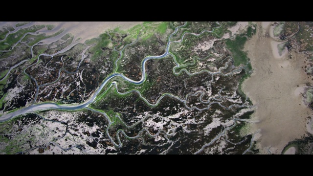 Video Reference: aerial photography, water, tree