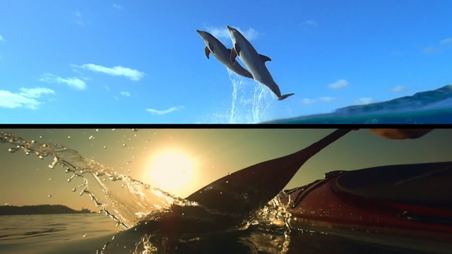 Video Reference: Dolphin, Water, Sky, Common bottlenose dolphin, Marine mammal, Spinner dolphin, Cetacea, Short-beaked common dolphin, Bottlenose dolphin, Fin, Person