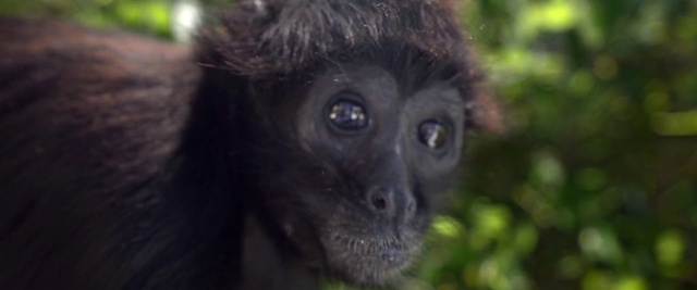 Video Reference: Vertebrate, Mammal, Primate, Tufted capuchin, Terrestrial animal, Snout, Organism, Wildlife, Forest, Rainforest