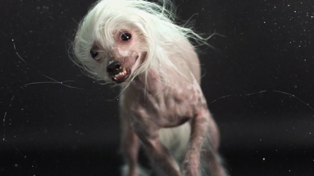 Video Reference: dog breed, dog like mammal, dog, chinese crested dog, snout, organism, companion dog, carnivoran