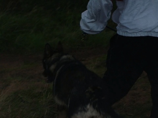 Video Reference: Black, Miniature schnauzer, Dog breed, Darkness, Canidae, Schnauzer, Sporting Group, Photography, Carnivore