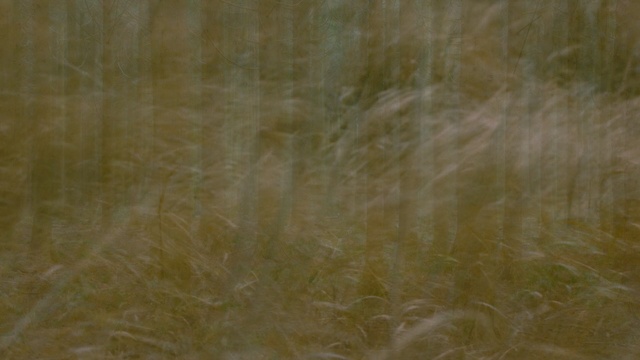 Video Reference: grass, grass family, wood