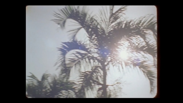 Video Reference: tree, sky, palm tree, arecales, painting, date palm, borassus flabellifer, stock photography, modern art, computer wallpaper, Person