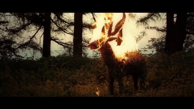 Video Reference: Nature, Heat, Light, Tree, Atmosphere, Sunlight, Sky, Woodland, Branch, Forest