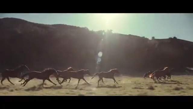 Video Reference: Herd, Wildlife, Natural environment, Ecoregion, Steppe, Landscape, Horse, Savanna, Grassland, Mustang horse