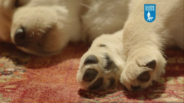 Video Reference: dog, labrador, home, floor, puppy