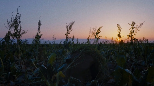Video Reference: sky, field, crop, grass family, grass, morning, plant, atmosphere, sunlight, evening