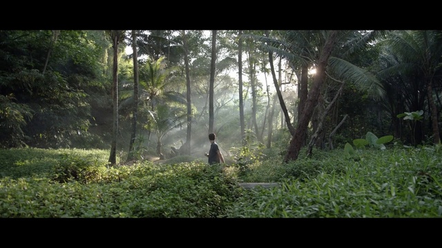 Video Reference: Forest, Nature, Vegetation, Woodland, Natural environment, Jungle, Nature reserve, Tree, Old-growth forest, Rainforest